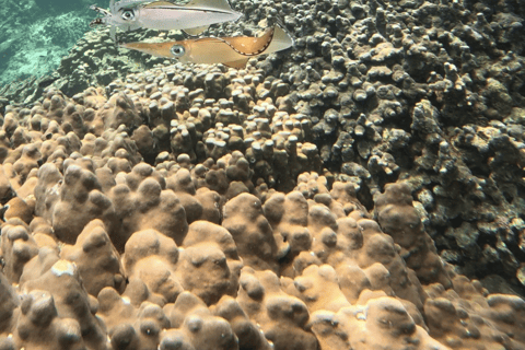 Mascate : excursion de plongée en apnée sur l&#039;île de Dimaniyat