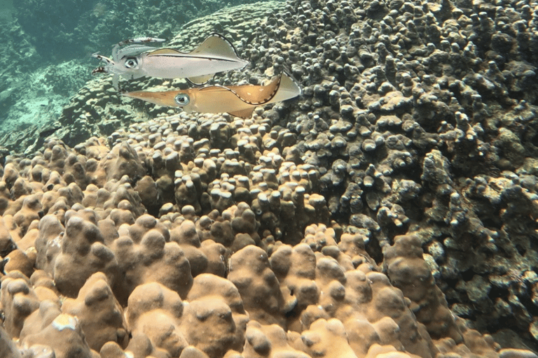 Mascate : excursion de plongée en apnée sur l&#039;île de Dimaniyat