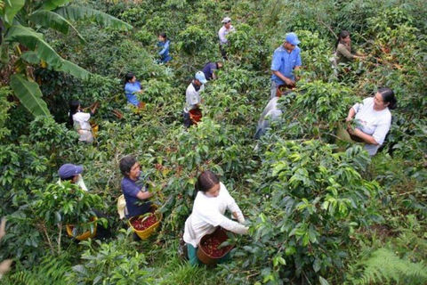 Arusha: Koffieplantage Tour met proeverij en hands-on ...