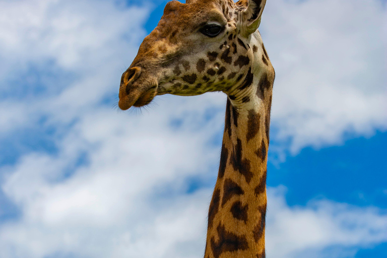 Nairobi: National Park Guided Game Drive Nairobi National Park Private Game Drive