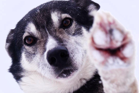 Levi: Meet Reindeer and Visit Husky Kennel