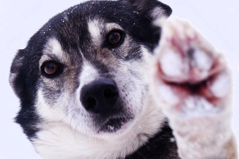 Levi: Meet Reindeer and Visit Husky Kennel