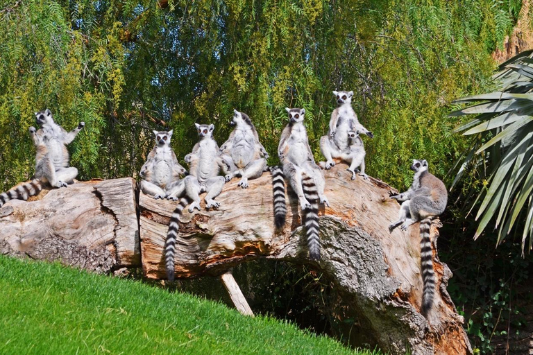 Valencia: Toegangsticket Bioparc Valencia