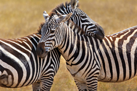 From Zanzibar: 1-Day Selous Safari with Flight & Lunch Selous Safari from Zanzibar – Without Transfer