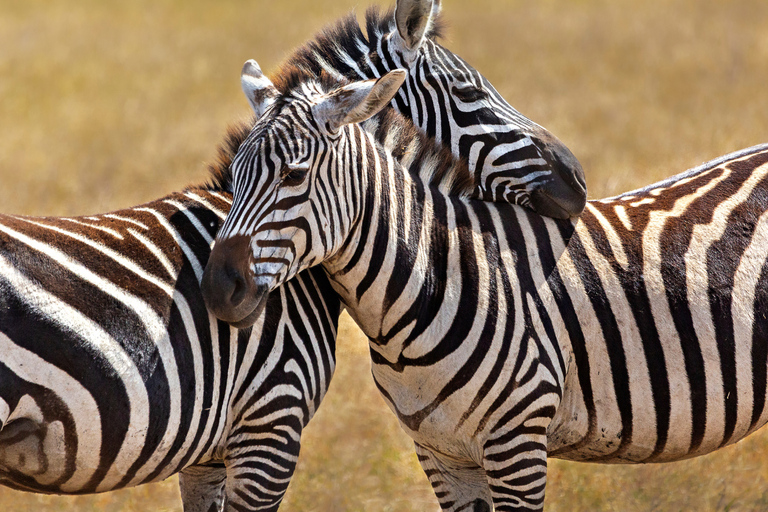 From Zanzibar: 1-Day Selous Safari with Flight & Lunch Selous Safari from Zanzibar – Without Transfer