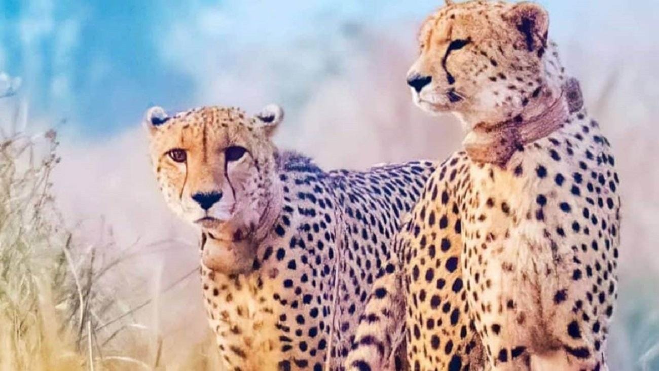 Von Gwalior: Kuno-Nationalpark-Safari-Tour 3 Tage/2 Nächte