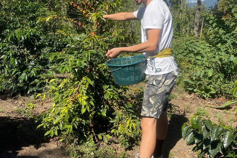 Ahuachapan Coffee Farm Tour with Lunch!