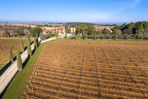 Avignon: dia inteiro de trufas e vinhos Chateauneuf-du-Pape