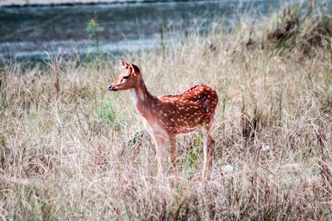 From Kathmandu/Pokhara: 3-Day All-Inclusive Chitwan Safari 4-Star Luxury Accommodation at Hotel Seven Star