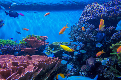 Private: Catalina Island Day Tour from La Romana