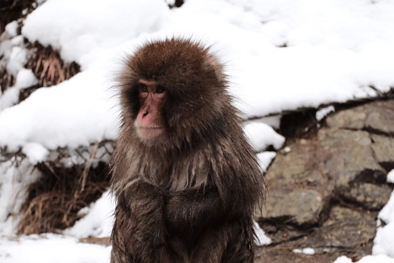 Nagano: Snow Monkeys, Sake Tasting & Zenkoji Private Tour Pick Up From Nagano Area