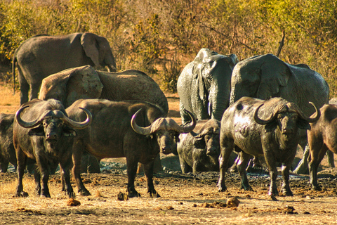 Victoria Falls: zonsondergangsafari + rondleiding door de stad Victoria Falls