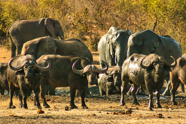 Victoria Falls: zonsondergangsafari + rondleiding door de stad Victoria Falls