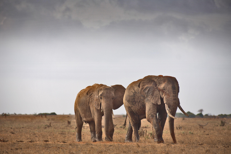 Diani Beach: 2-Day Tsavo East Safari with Game Drives