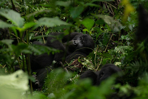 Uganda&#039;s Top Gorilla Trek: 4-Day Luxe Safari from KigaliPer Person Sharing Rate for Two