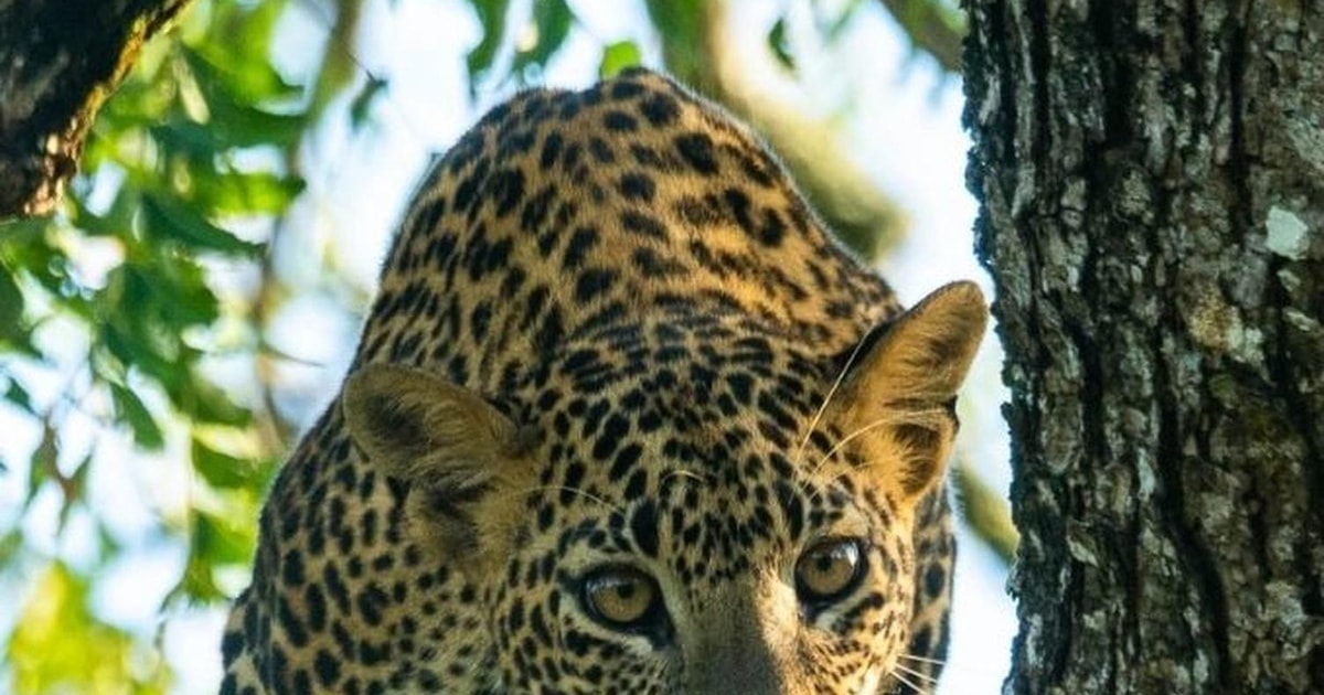 Von Yala Yala Nationalpark Spannende Halbtagessafari GetYourGuide