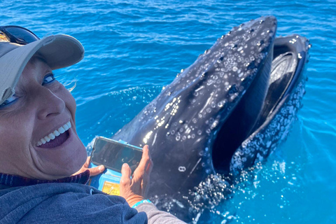 Noosa Thriller Whale Watching