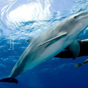 Hurghada: Snorkeling 6 x 1 to Orange Bay w Diving & Massage
