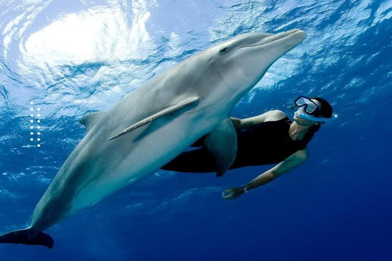 Hurghada: All-Inclusive Elite VIP Dolphin House & Massage Including Transfer from Hurghada