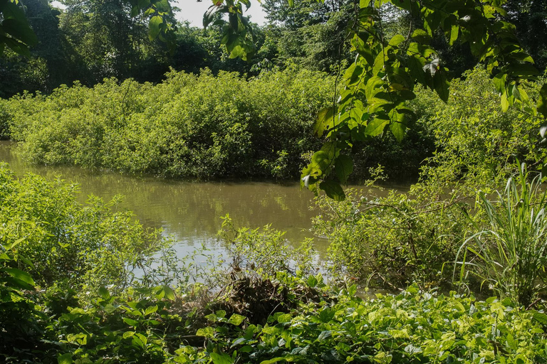 Kartagena: prywatna wycieczka z obserwacją ptaków w tropikalnym lesie suchymKartagena: Prywatna wycieczka z obserwacją ptaków w tropikalnym lesie suchym