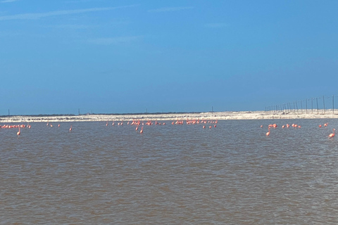 Flamingo Classic: Rio Lagartos and Las Coloradas