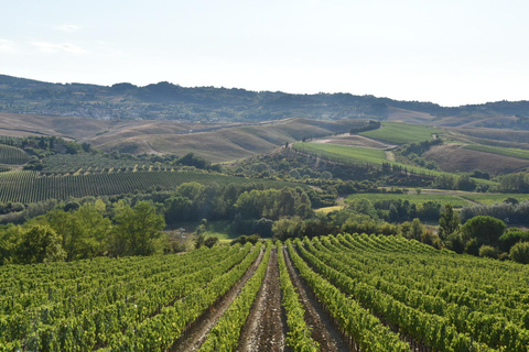 Winery tour and Tuscan wine tasting with culinary specialties