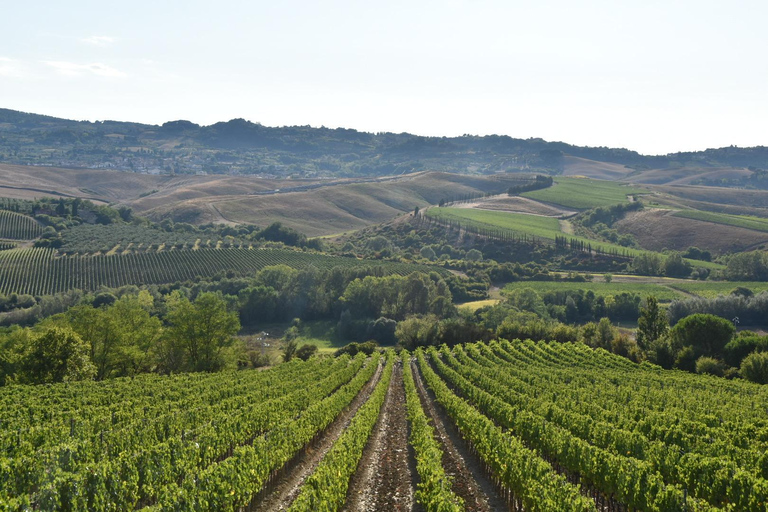 Winery tour and Tuscan wine tasting with culinary specialties