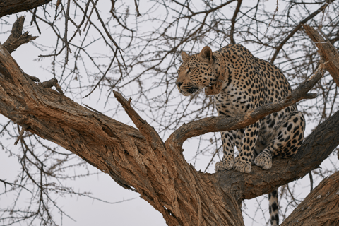 3-tägige Safari: Das Beste der Masai Mara in Kenia3-tägige Safari zu den Highlights der Masai Mara in Kenia