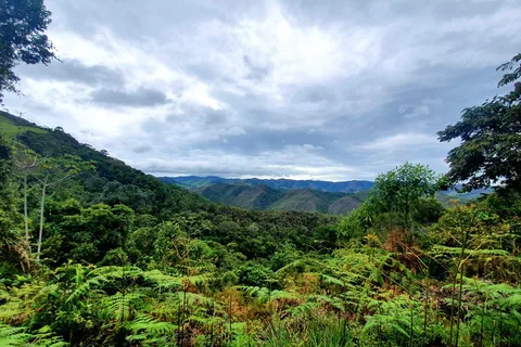 CAMINHO DO OURO - Trekking i den atlantiske skov, vandfald, historier.