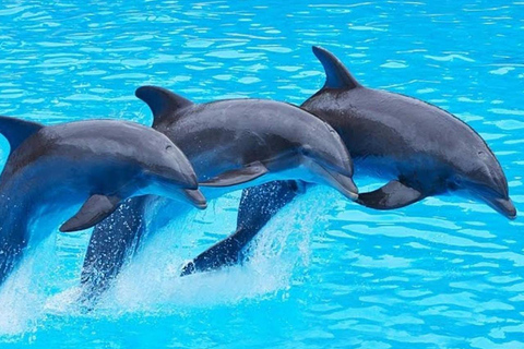 Zanzibar: Wycieczka do delfinów Mnemba, Stone Town i Prison Island