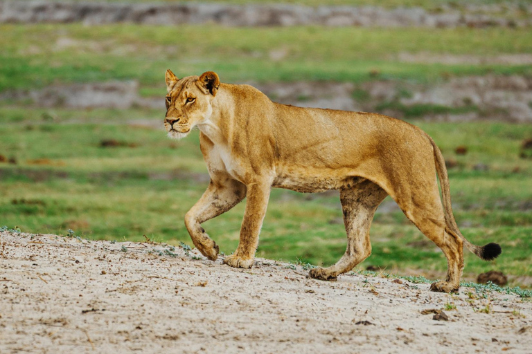 2-Day Chobe Safari at Elephant Valley Lodge