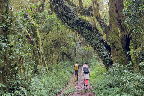 Caminhada de um dia na montanha Kilimanjaro