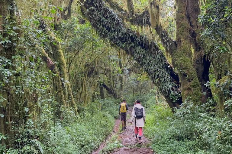 Caminhada de um dia na montanha Kilimanjaro