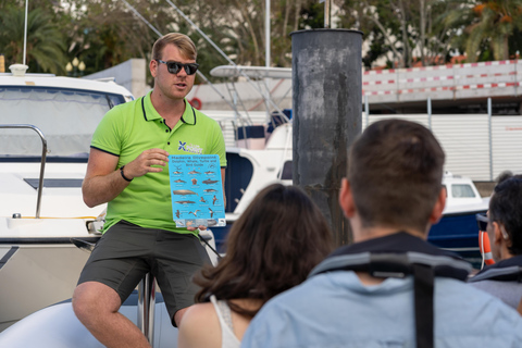 Funchal: Nado con delfines / Avistamiento de delfines y ballenas en semirrígidaDelfines y ballenas en lancha semirrígida