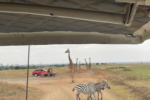 Nairobi National Park Full or Half-Day Tour with Guide Nairobi National Park Half-Day Tour with Guide