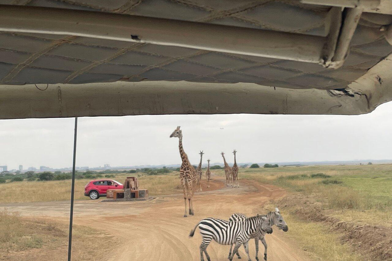 Nairobi National Park Full or Half-Day Tour with Guide Nairobi National Park Half-Day Tour with Guide