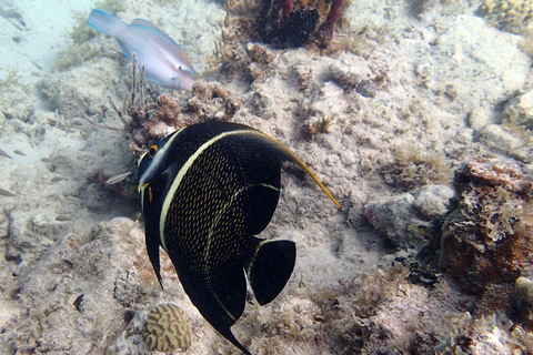 Excursion privée à l'île Catalina depuis Punta Cana : snorkeling et plageExcursion privée à l'île Catalina : snorkeling et plage depuis Punta Cana