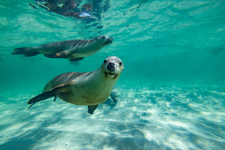 Perth: 2-Day Pinnacles, Sea Lions, and Seafood Tour