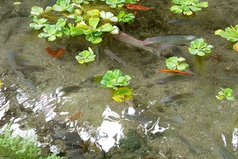 Port Vila: Mele Cascades, Snorkeling, and Fish Feeding Tour