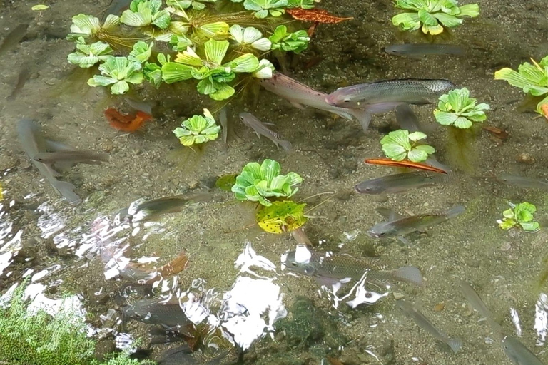 Port Vila: Mele Cascades, Snorkeling, and Fish Feeding Tour