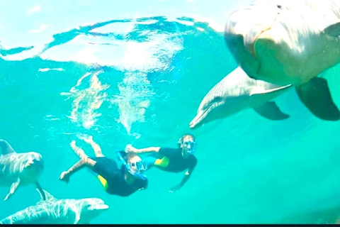 Île aux Bénitiers : Excursion en catamaran avec observation des dauphins et déjeuner