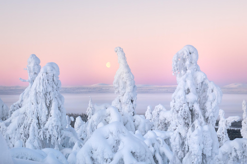 Levi: 4 Hour Snowmobile Safari to the Fells in Levi