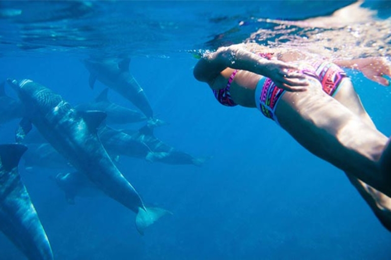 Entdecke Mauritius: Delphinbeobachtung, Schnorcheln, BBQ Mittagessen
