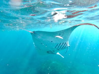 Nusa penida, Manta Ray Şnorkeling ile Tekne Turu 4 Durak - Hizvo
