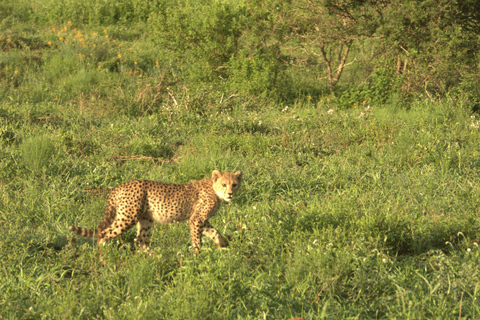 Budget Kruger &amp; Panorama meerdaagse tour vanuit Johannesburg5-daagse budgetreis naar Kruger &amp; Panorama