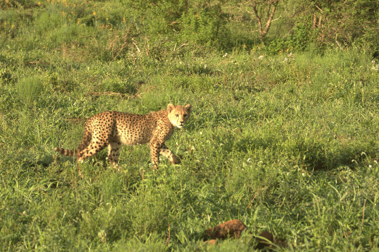 Budget Kruger &amp; Panorama meerdaagse tour vanuit Johannesburg5-daagse budgetreis naar Kruger &amp; Panorama