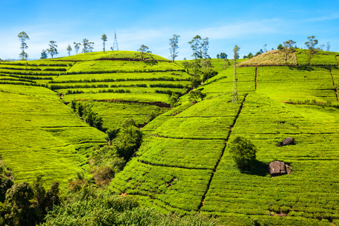 Tour particular de 2 dias de comboio em Kandy com Ella e Nuwara EliyaTour particular de 2 dias de comboio por Kandy com Ella e Nuwara Eliya
