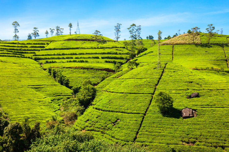 Tour particular de 2 dias de comboio em Kandy com Ella e Nuwara EliyaTour particular de 2 dias de comboio por Kandy com Ella e Nuwara Eliya