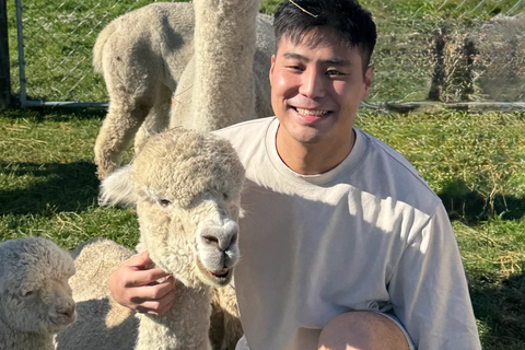 From Christchurch: Alpaca Farm Tour with Feeding and Guide