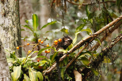 San Paolo: Escursione nella foresta atlantica con un biologoSan Paolo: Escursione di un giorno nella foresta atlantica con un biologo
